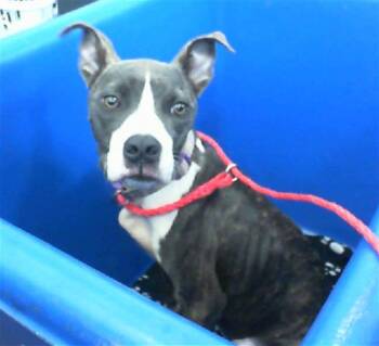 Rescue Mixed Breed Dogs for Adoption in Dallas, Texas - MARVEL | PetCurious