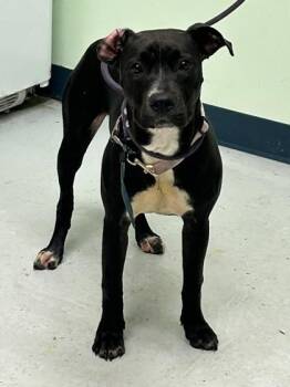 Kenya -  Pit Bull Terrier and Mixed Breed Dog for Adoption in Savannah, Georgia - Kenya | PetCurious