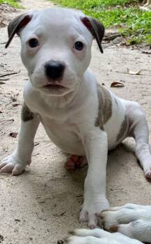 Polar Bear -  Pit Bull Terrier and American Staffordshire Terrier Dog for Adoption in Carmel Hamlet, New York - Polar Bear | PetCurious