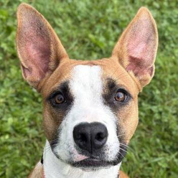 Bridget -  Terrier Dog for Adoption in Jefferson, Wisconsin - Bridget | PetCurious