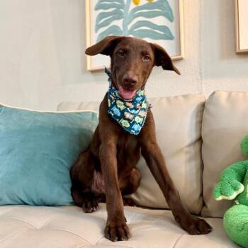 Anderson Beau One Good Pup -  Labrador Retriever and Australian Shepherd Dog for Adoption in Friendswood, Texas - Anderson Beau One Good Pup | PetCurious