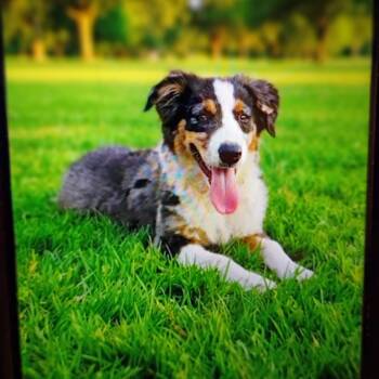 Shiba -  Australian Shepherd Dog for Sale in Fort Worth, Texas - Shiba | PetCurious