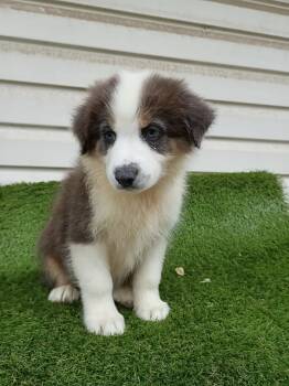Shiba -  Australian Shepherd Dog for Sale in Fort Worth, Texas - Shiba | PetCurious