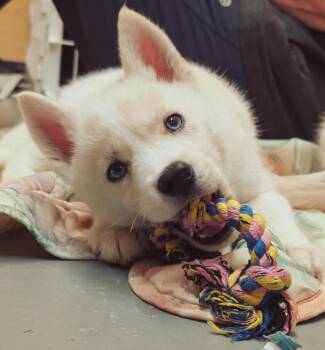 Husky Dogs Available for Adoption in Warren, Michigan - Kevin | PetCurious