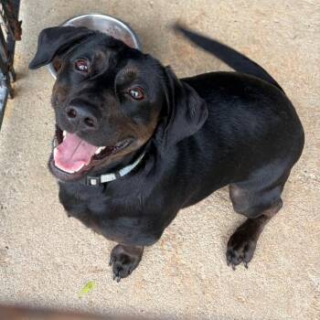 Mixed Breed Dogs Available for Adoption in Lake Jackson, Texas - Otis | PetCurious