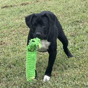 Lil -  Mixed Breed Dog for Adoption in Springboro, Ohio - Lil | PetCurious