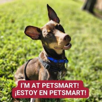 Rescue Mixed Breed Dogs for Adoption in Carrollton, Texas - Cooper | PetCurious