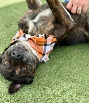 Happy -  Mixed Breed Dog for Adoption in Fort Worth, Texas - Happy | PetCurious