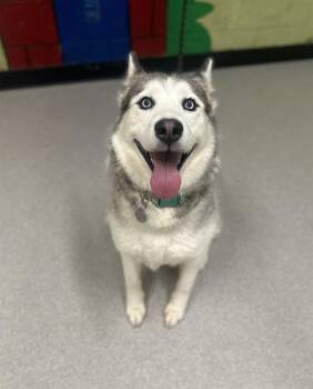 Siberian Husky Dogs Available for Adoption in Indianapolis, Indiana - NYLA | PetCurious