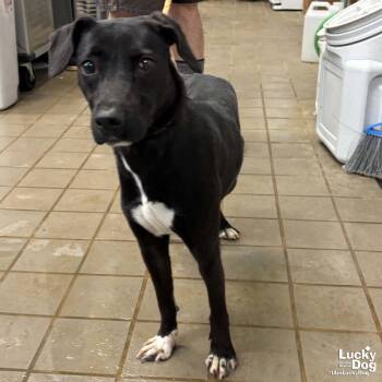 Labrador Retriever and Beagle Dogs Available for Adoption in Washington, District Of Columbia - Tiana | PetCurious