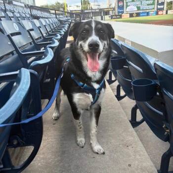 Zorro -  Husky and Border Collie Dog for Adoption in Tampa, Florida - Zorro | PetCurious