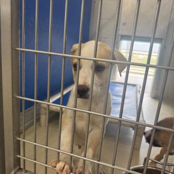 Puppy No 1 -  Husky and Pit Bull Terrier Dog for Adoption in Shelbyville, Illinois - Puppy No 1 | PetCurious