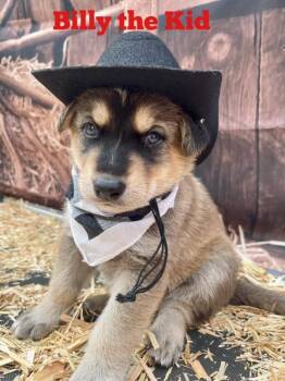 German Shepherd Dog and Husky Dogs Available for Adoption - Billy The Kid | PetCurious