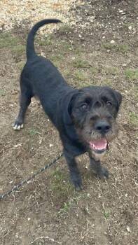 Schnauzer and Poodle Dogs Available for Adoption - Sir Parker | PetCurious