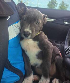 Pit Bull Terrier Dogs Available for Adoption in Shawnee, Oklahoma - Mushroom | PetCurious