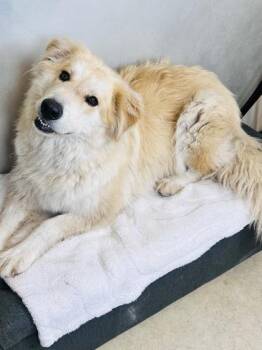 Lily -  Golden Retriever and Mixed Breed Dog for Adoption in Morton Grove, Illinois - Lily | PetCurious