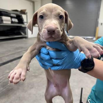 Flash -  Mixed Breed Dog for Adoption in Las Cruces, New Mexico - Flash | PetCurious