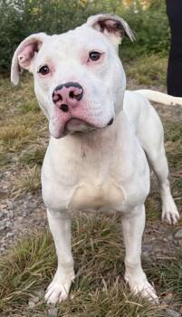 Asher -  Mixed Breed Dog for Adoption in Mckeesport, Pennsylvania - Asher | PetCurious