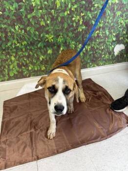 Rescue Shepherd and Mixed Breed Dogs for Adoption in San Antonio, Texas - Walt | PetCurious