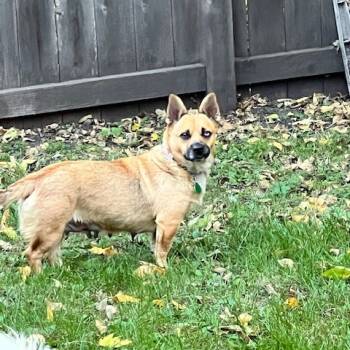 Rescue Mixed Breed Dogs for Adoption in Buffalo, Minnesota - Kimchi | PetCurious