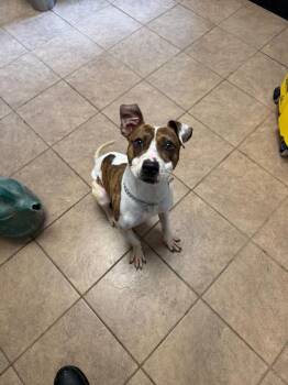 Mixed Breed Dogs Available for Adoption in Marion, Ohio - Jenny | PetCurious