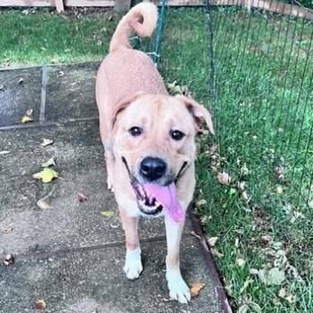 Handsome Henry -  Labrador Retriever and Black Mouth Cur Dog for Adoption in Brookeville, Maryland - Handsome Henry | PetCurious