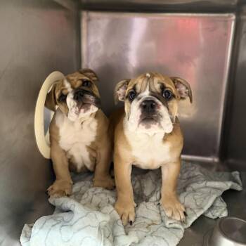 Oriana -  English Bulldog Dog for Adoption in Northbrook, Illinois - Oriana | PetCurious