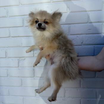 Nickel -  Pomeranian Dog for Adoption in Northbrook, Illinois - Nickel | PetCurious