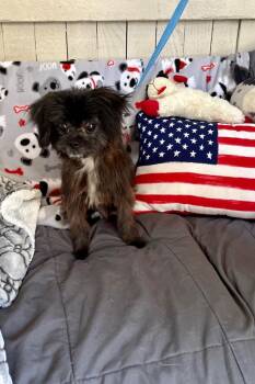 Gonzo -  Pekingese and Terrier Dog for Adoption in Fort Worth, Texas - Gonzo | PetCurious