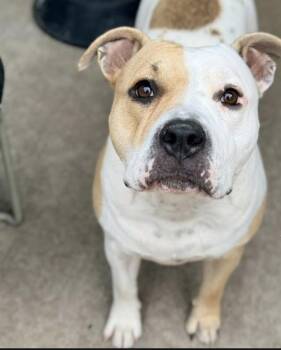 Potato Bun -  Pit Bull Terrier Dog for Adoption in Chicago, Illinois - Potato Bun | PetCurious