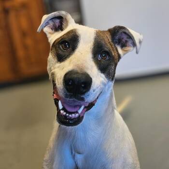 Spud -  Mixed Breed Dog for Adoption in Barron, Wisconsin - Spud | PetCurious