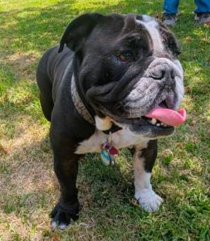 Mariah -  English Bulldog Dog for Adoption in Santa Paula, California - Mariah | PetCurious