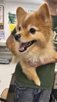 Rescue Pomeranian Dogs for Adoption in Ontario, California - Koda | PetCurious