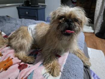 Shih Tzu and Pug Dogs Available for Adoption in Santa Rosa, California - Koda | PetCurious