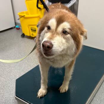 Mixed Breed Dogs Available for Adoption in Batavia, Ohio - Shenzi/ Shirley | PetCurious