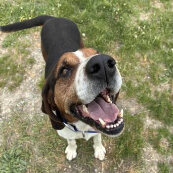 Cricket -  Treeing Walker Coonhound Dog for Adoption in Bonners Ferry, Idaho - Cricket | PetCurious