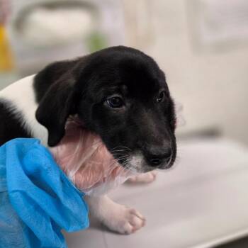 Vitelotte -  Mixed Breed Dog for Adoption in Charleston, West Virginia - Vitelotte | PetCurious