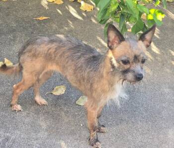 Princess -  Chihuahua Dog for Adoption in Walnutport, Pennsylvania - Princess | PetCurious