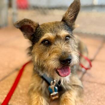 Terrier and Schnauzer Dogs Available for Adoption in Fort Lauderdale, Florida - Ringo | PetCurious
