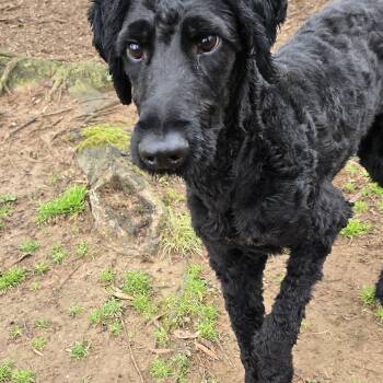Goldendoodle and Aussiedoodle Dogs Available for Adoption - Johnny | PetCurious