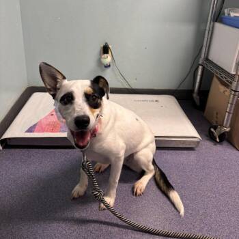 Mixed Breed Dogs Available for Adoption in Edwardsville, Illinois - Clarabelle | PetCurious
