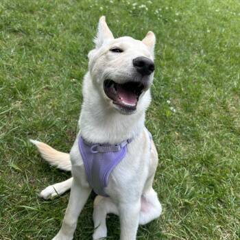Shepherd Dogs Available for Adoption in Charlotte, North Carolina - Rue | PetCurious