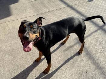 Apollo -  Doberman Pinscher and Pit Bull Terrier Dog for Adoption in Portland, Oregon - Apollo | PetCurious