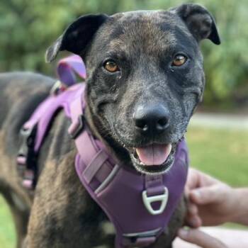 Freddy -  Catahoula Leopard Dog Dog for Adoption in Austin, Texas - Freddy | PetCurious