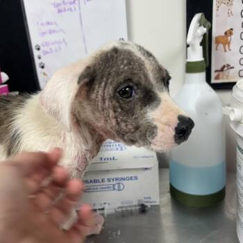 iva -  Catahoula Leopard Dog Dog Available for Adoption in Parrish, Alabama - Iva | PetCurious