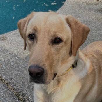 Labrador Retriever Dogs Available for Adoption in Concord, California - Leo | PetCurious