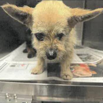Asher A2280273 -  Chihuahua Dog for Adoption in Los Angeles, California - Asher A2280273 | PetCurious