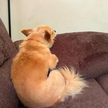 Lt. Henley -  Pomeranian Dog for Adoption in Fredericksburg, Virginia - Lt. Henley | PetCurious
