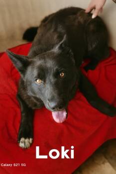Shepherd Dogs Available for Adoption - Loki  | PetCurious