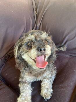 Rosie -  Miniature Poodle Dog for Adoption in Los Angeles, California - Rosie | PetCurious
